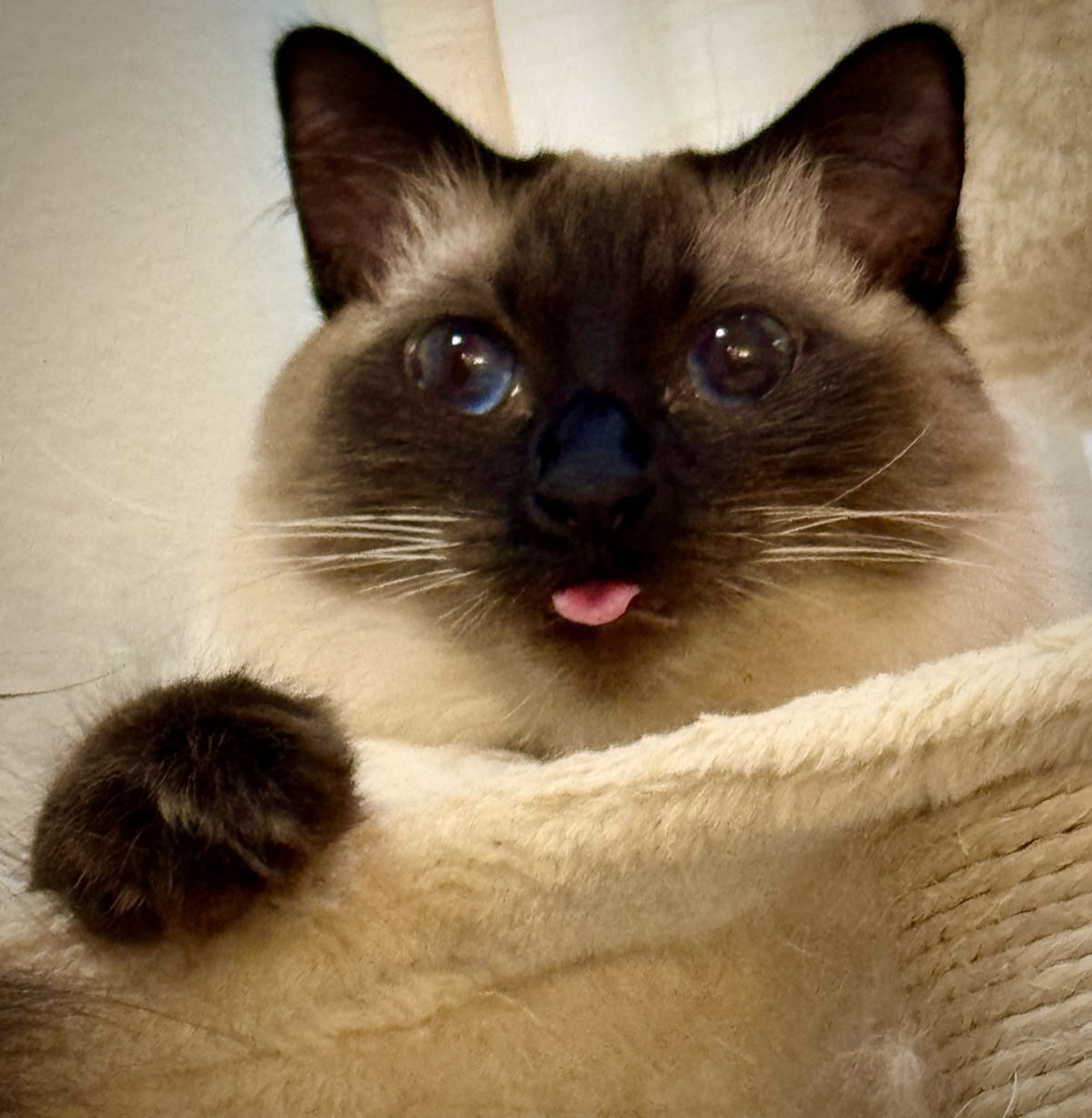 Elie — Seal Point Balinese